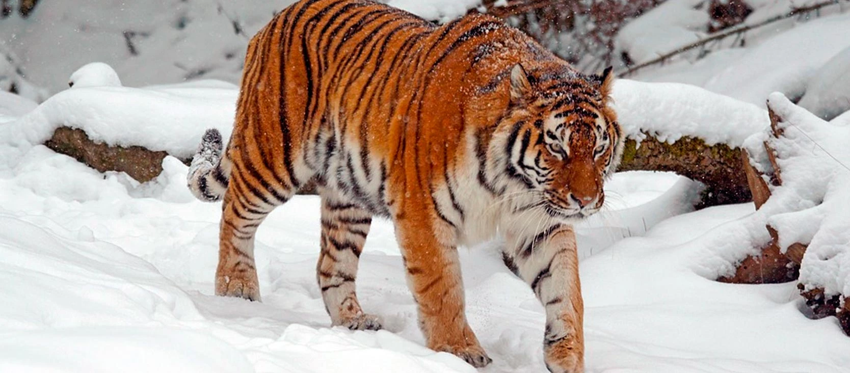 product-contents-image